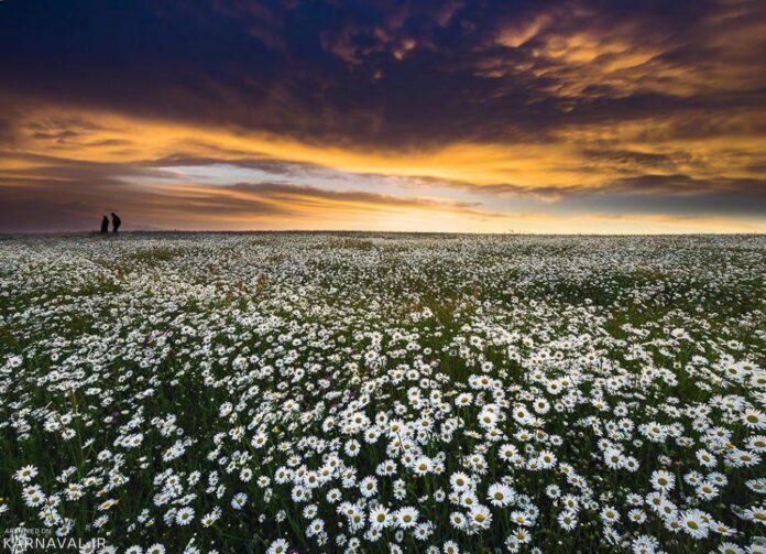 Fandoqloo Forest: A Scenic Natural Beauty in Northwestern Iran