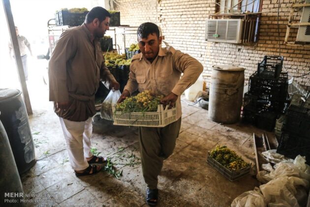 Iran’s Beauties in Photos: Grape Harvest in Khuzestan