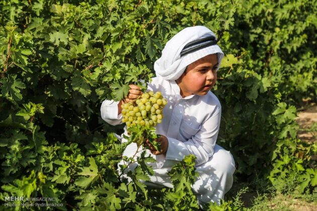 Iran’s Beauties in Photos: Grape Harvest in Khuzestan