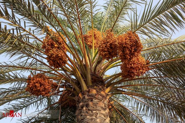 Date Harvest Season Begins in Southern Iran