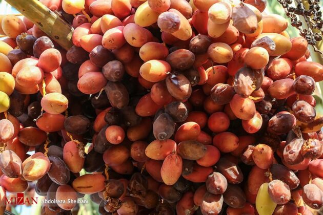 Date Harvest Season Begins in Southern Iran