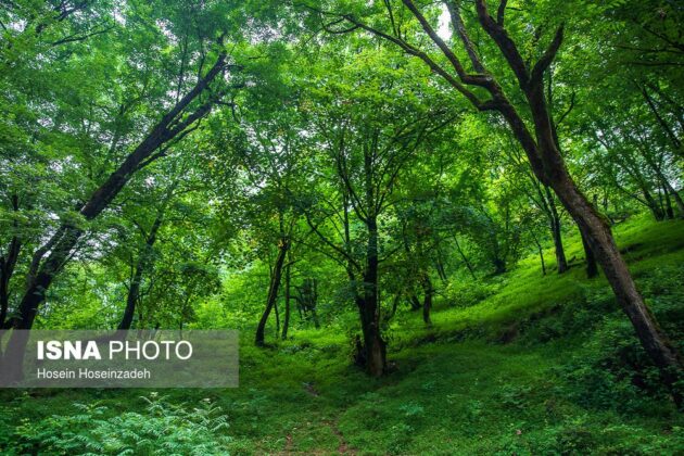 Rudkhan Castle Forest; Natural Gem in Northern Iran