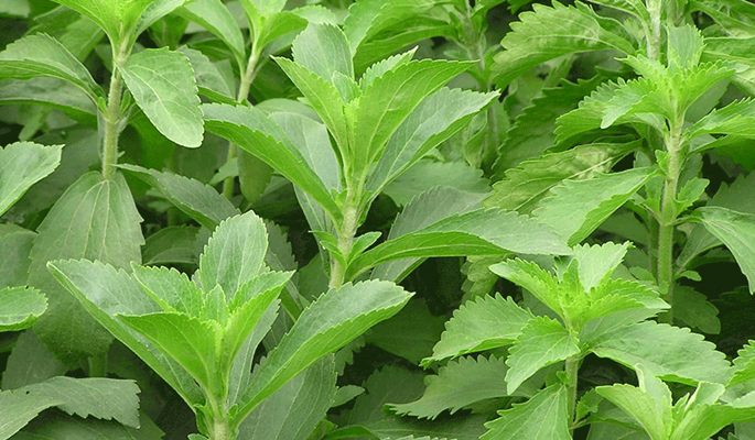 Iran Improves Stevia as Best Alternative to Artificial Sweeteners