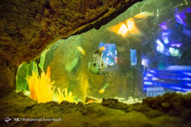 Ganjnameh Cave Aquarium; Marvelous Complex in Western Iran