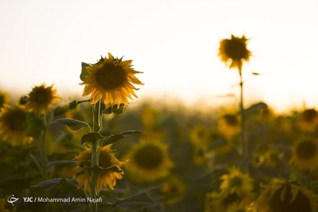 Iran's Beauties in Photos: Sunflower Farms of Kurdistan