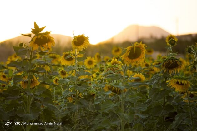 Iran's Beauties in Photos: Sunflower Farms of Kurdistan
