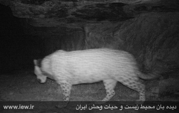 Persian Leopard Borzou Migrates to Turkmenistan