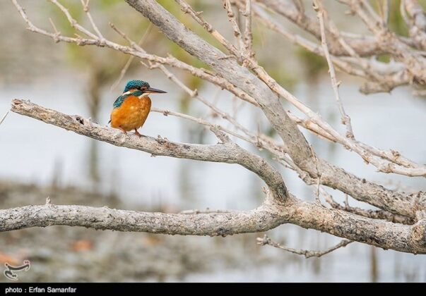 Bird in Sirik Lagoon, Iran