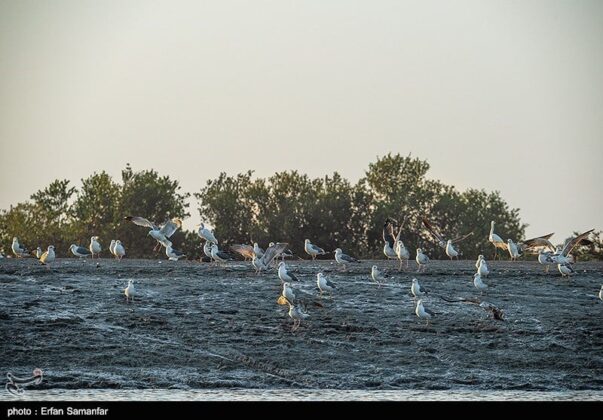 Iran’s Beauties in Photos: Sirik Lagoon