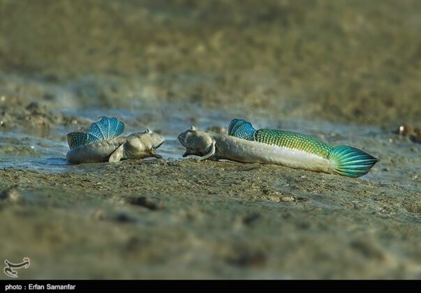 Iran’s Beauties in Photos: Sirik Lagoon