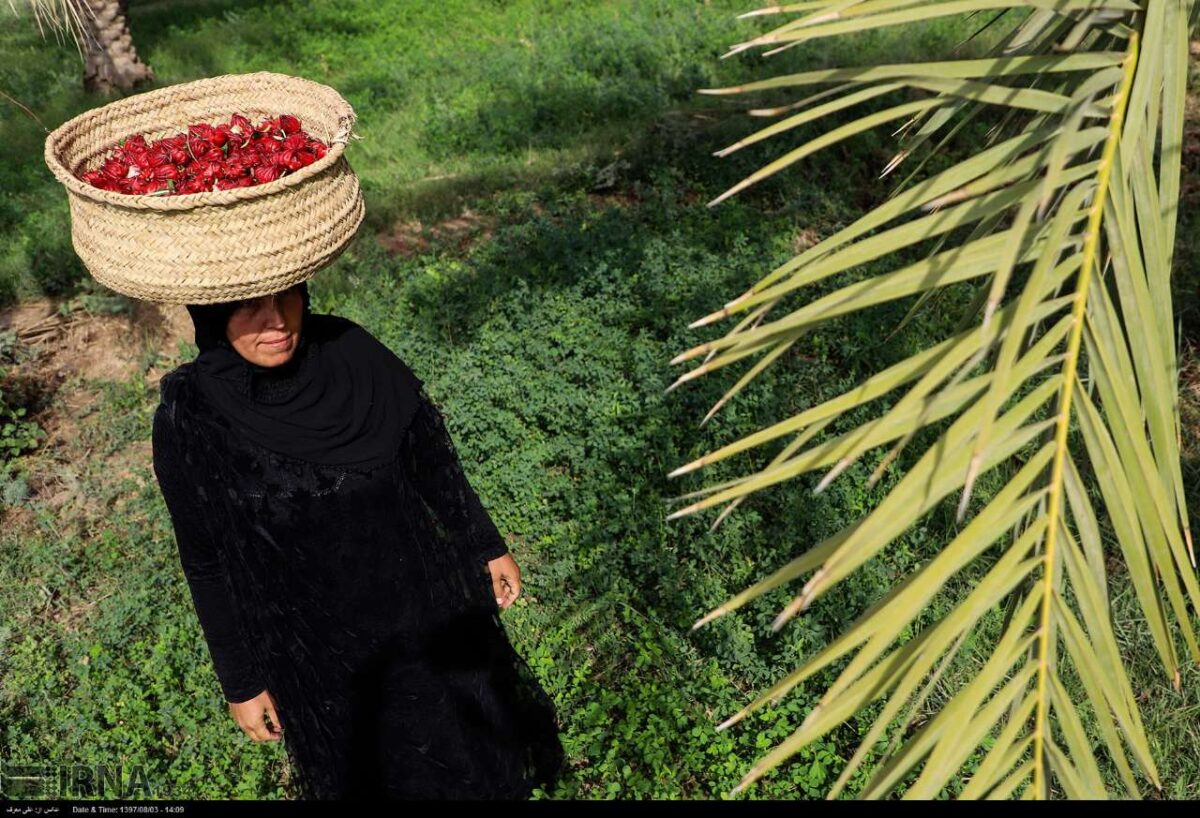 Red Tea Harvest Starts in Southern Iran
