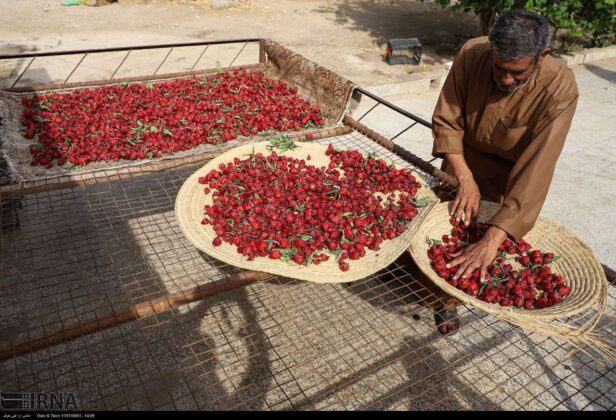Red Tea Harvest Starts in Southern Iran