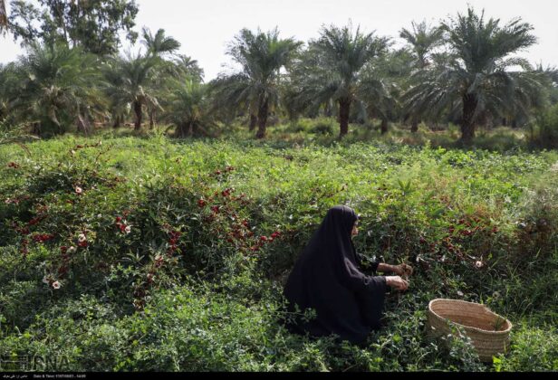 Red Tea Harvest Starts in Southern Iran