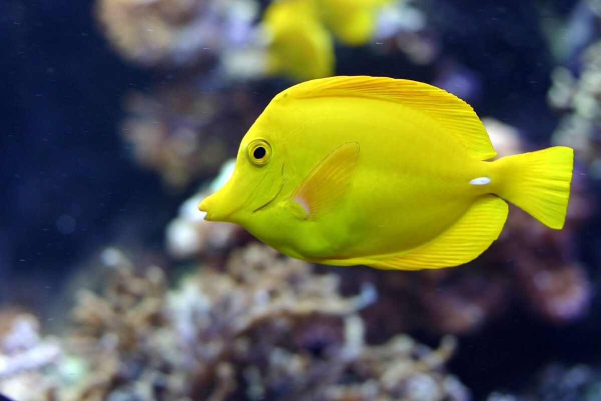 Researchers Use Marine Animals’ Waste for Wound Treatment