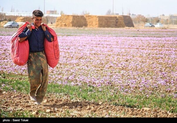 Saffron Harvest Season Begins in Iran