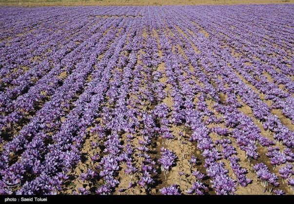 Saffron Harvest Season Begins in Iran