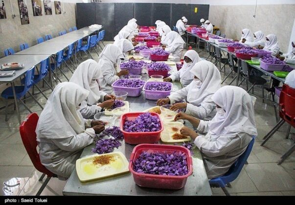 Saffron Harvest Season Begins in Iran