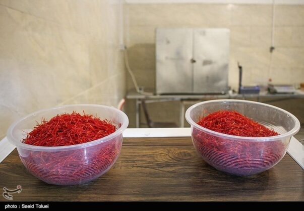 Saffron Harvest Season Begins in Iran