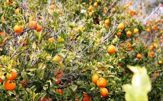 WIPO Registers Iranian Varieties of Tangerine, Date
