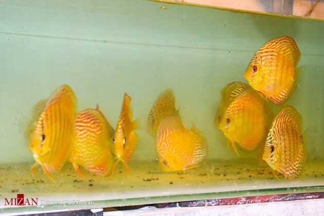 Rare Ornamental Fish Bred in Iran’s Shiraz