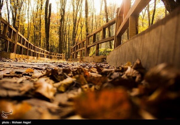 Gorgan in Autumn; Perfect Destination for Nature Lovers
