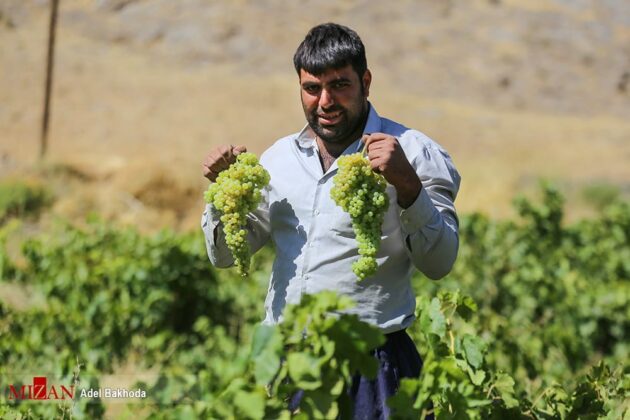 Grape Grown in Iran’s Malayer Registered Globally