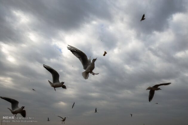 Iran’s Karoon River Hosting Migratory Birds