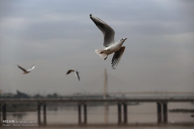 Iran’s Karoon River Hosting Migratory Birds