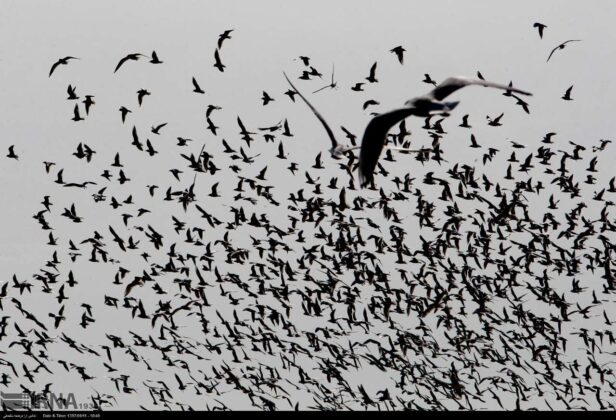 Artificial Lake in Tehran Attracts Migratory Birds