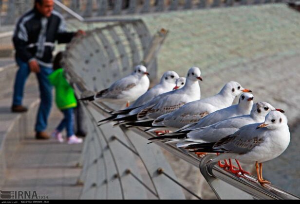 Artificial Lake in Tehran Attracts Migratory Birds