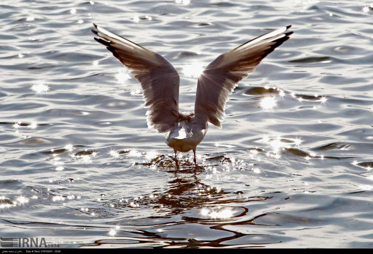 Artificial Lake in Tehran Attracts Migratory Birds
