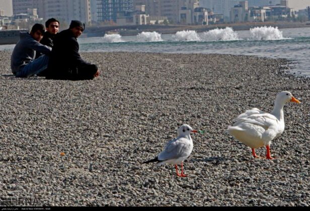 Artificial Lake in Tehran Attracts Migratory Birds