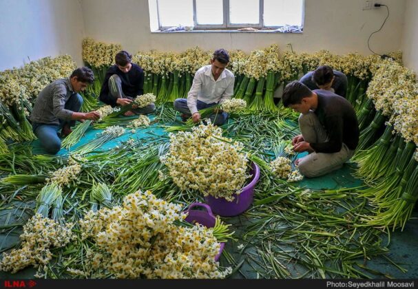 Daffodil Festival Underway in Iran’s Behbahan
