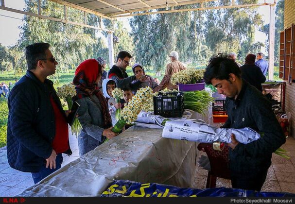Daffodil Festival Underway in Iran’s Behbahan