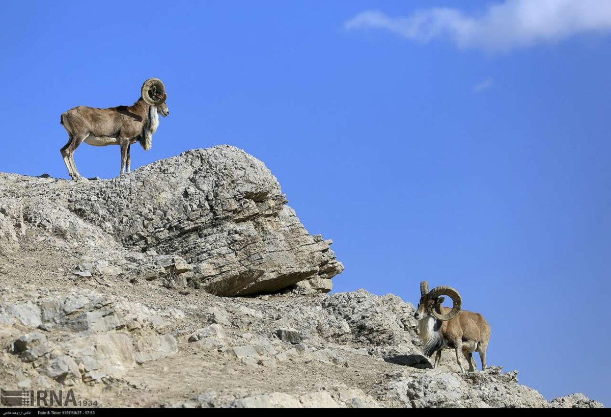 Iran’s Bojnord Pardisan Park Home to Diverse Animal Species