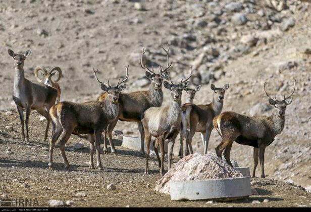 Iran’s Bojnord Pardisan Park Home to Diverse Animal Species
