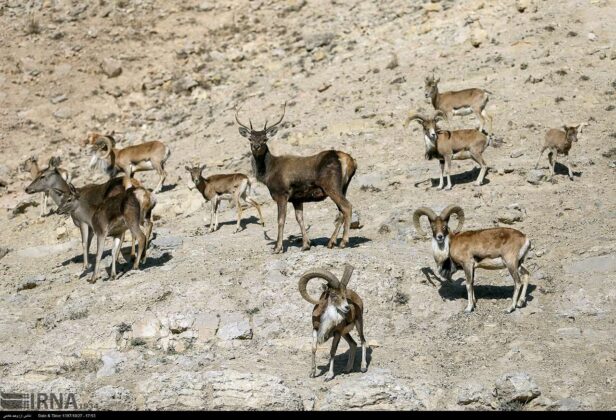 Iran’s Bojnord Pardisan Park Home to Diverse Animal Species