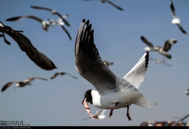 Southern Iran Major Habitat for Seabirds