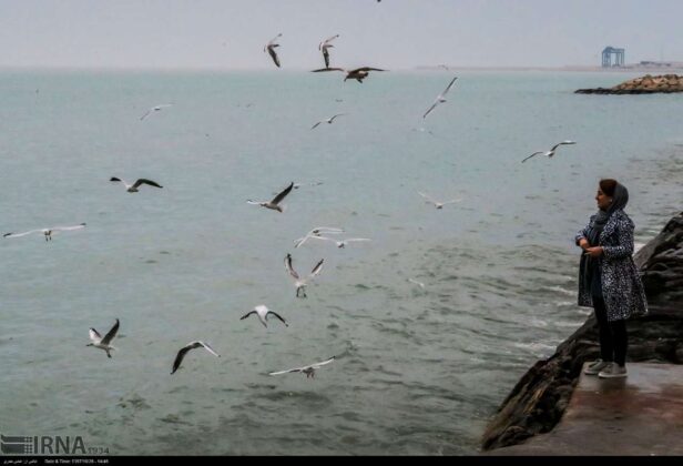 Southern Iran Major Habitat for Seabirds