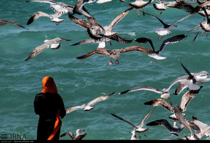 Southern Iran Major Habitat for Seabirds (7)