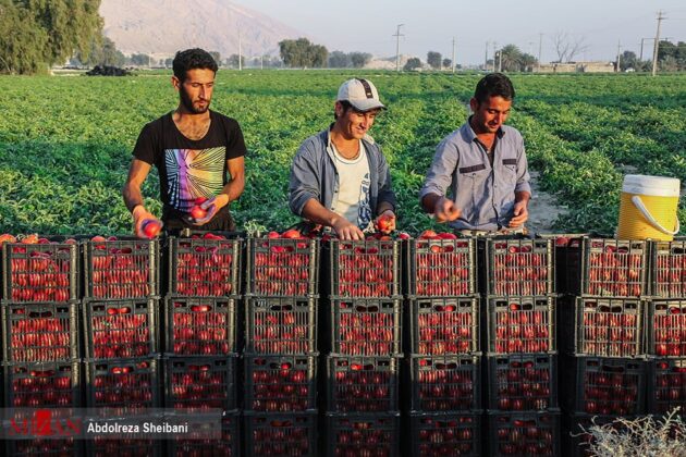 Tomato Harvest Begins in Southern Iran