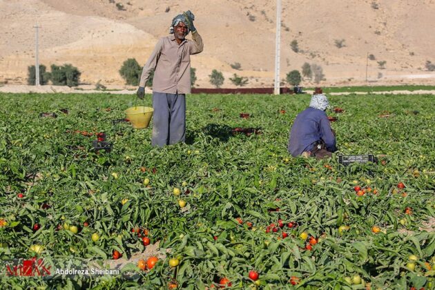 Tomato Harvest Begins in Southern Iran