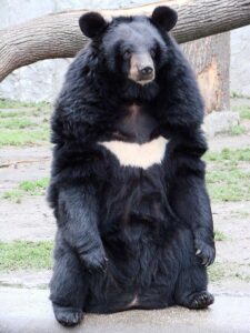Asian Black Bear Seen in Southeastern Iran
