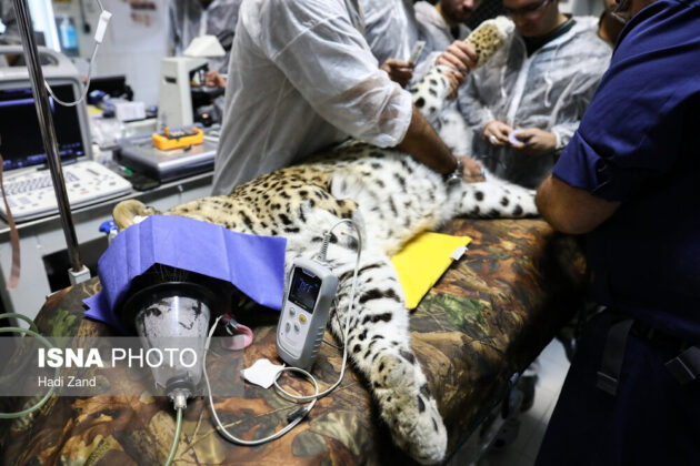 Endangered Persian Leopard Gets Pregnant via Natural Mating 14