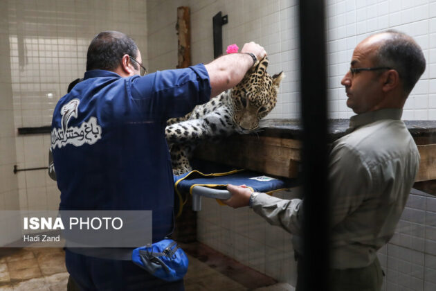 Endangered Persian Leopard Gets Pregnant via Natural Mating 3
