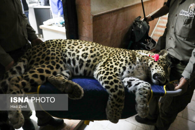 Endangered Persian Leopard Gets Pregnant via Natural Mating 4