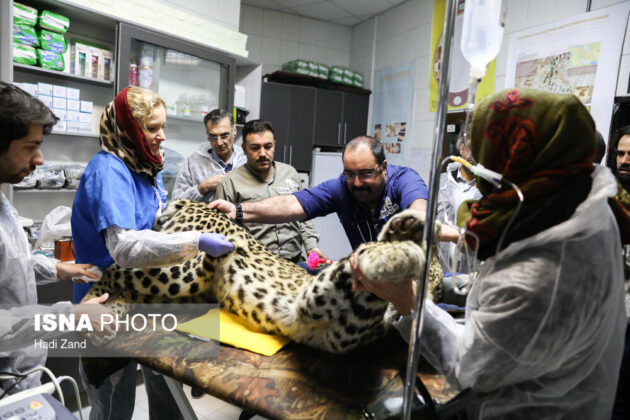 Endangered Persian Leopard Gets Pregnant via Natural Mating 5