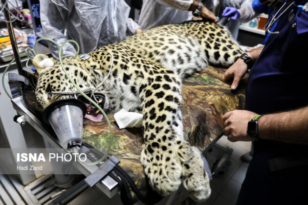 Endangered Persian Leopard Gets Pregnant via Natural Mating 6