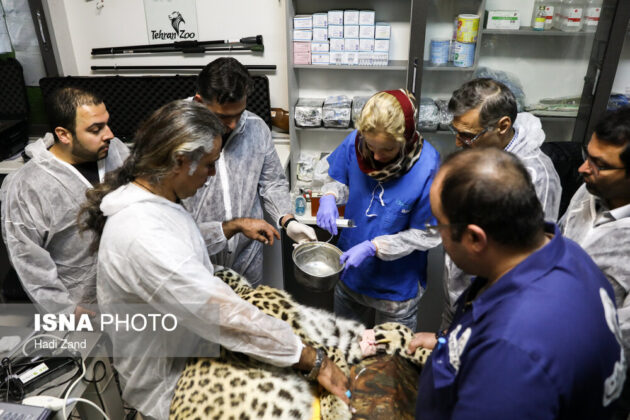 Endangered Persian Leopard Gets Pregnant via Natural Mating 8