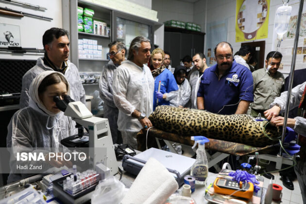 Endangered Persian Leopard Gets Pregnant via Natural Mating 9